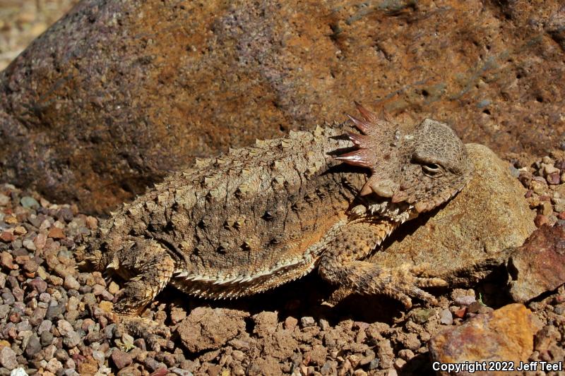 Regal Horned Lizard (Phrynosoma solare)