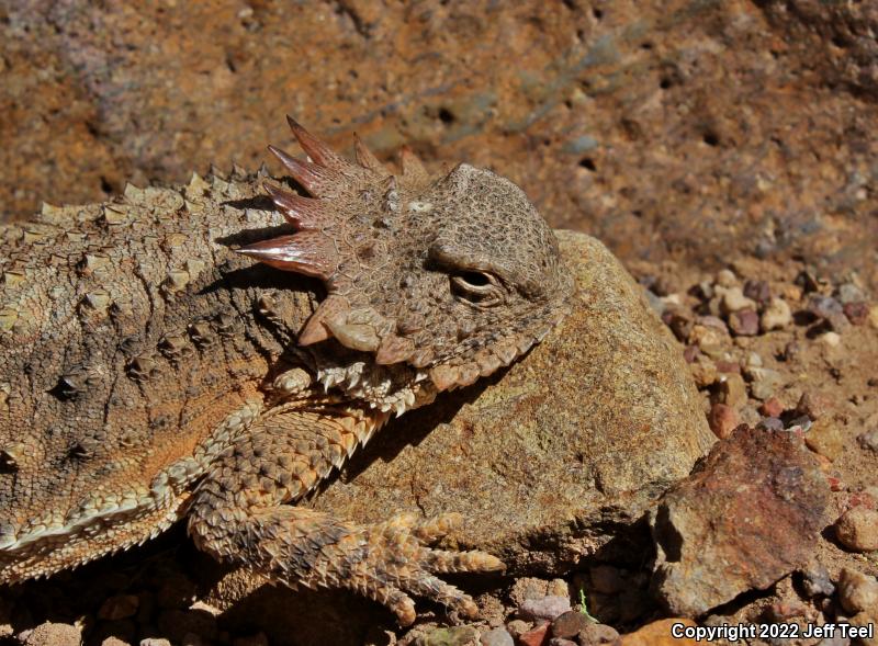 Regal Horned Lizard (Phrynosoma solare)