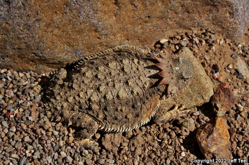 Regal Horned Lizard (Phrynosoma solare)