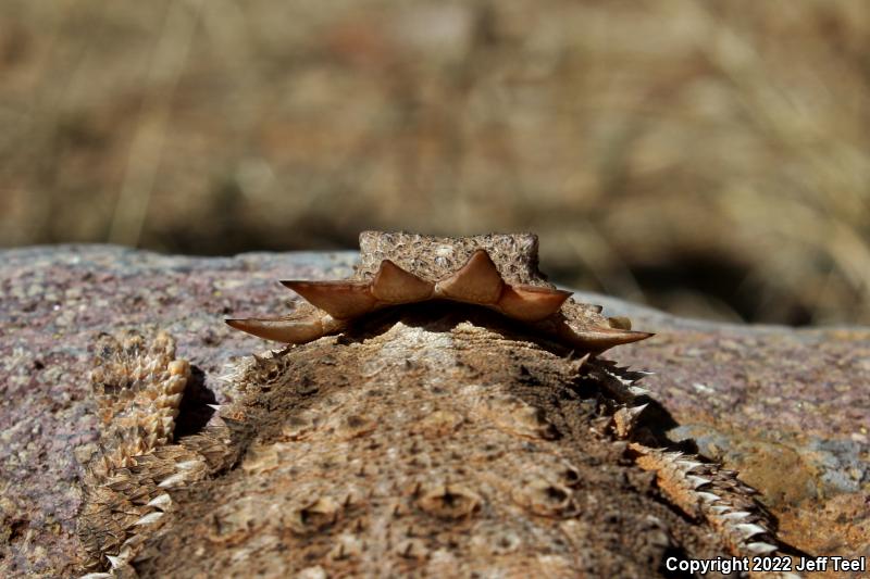 Regal Horned Lizard (Phrynosoma solare)