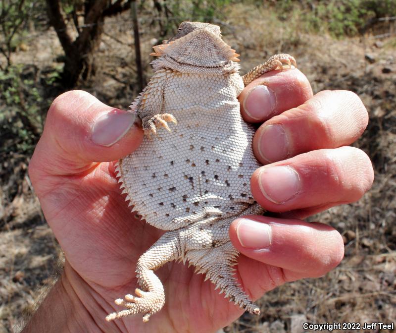 Regal Horned Lizard (Phrynosoma solare)