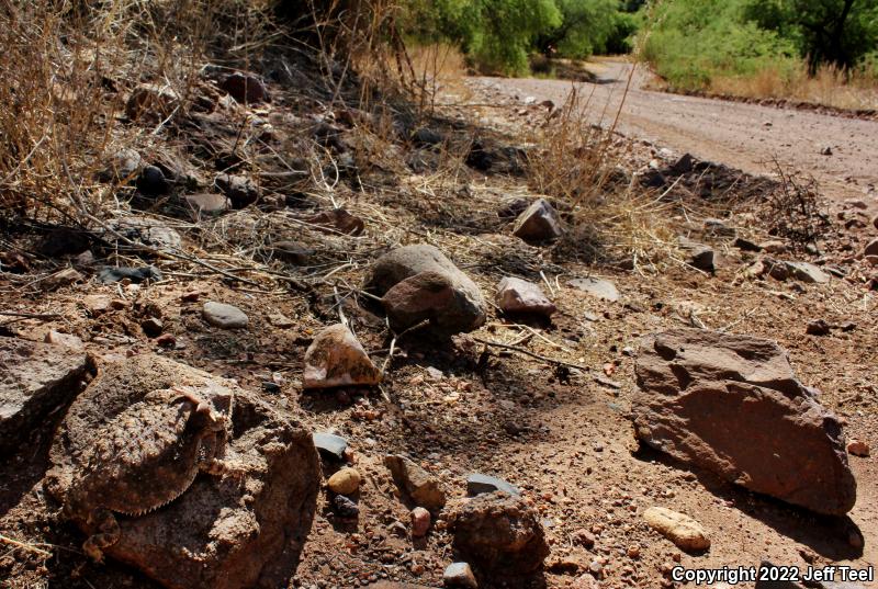 Regal Horned Lizard (Phrynosoma solare)