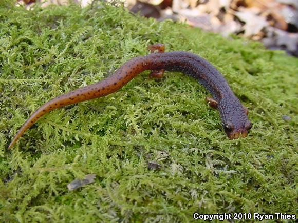 Four-toed Salamander (Hemidactylium scutatum)