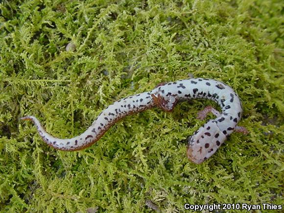 Four-toed Salamander (Hemidactylium scutatum)