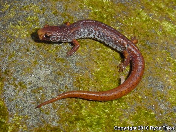 Four-toed Salamander (Hemidactylium scutatum)