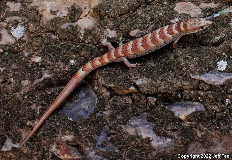 Madrean Alligator Lizard (Elgaria kingii)