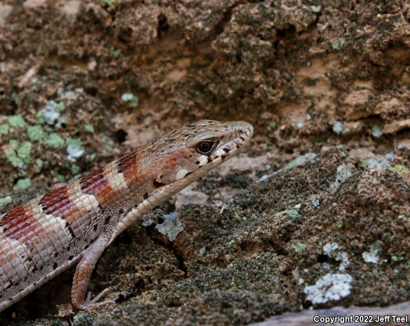 Madrean Alligator Lizard (Elgaria kingii)