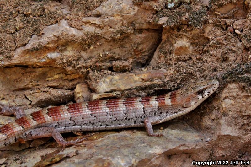 Madrean Alligator Lizard (Elgaria kingii)