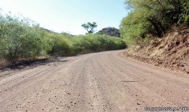 Western Patch-nosed Snake (Salvadora hexalepis)