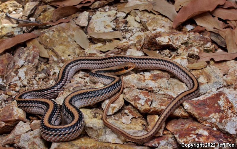 Western Patch-nosed Snake (Salvadora hexalepis)