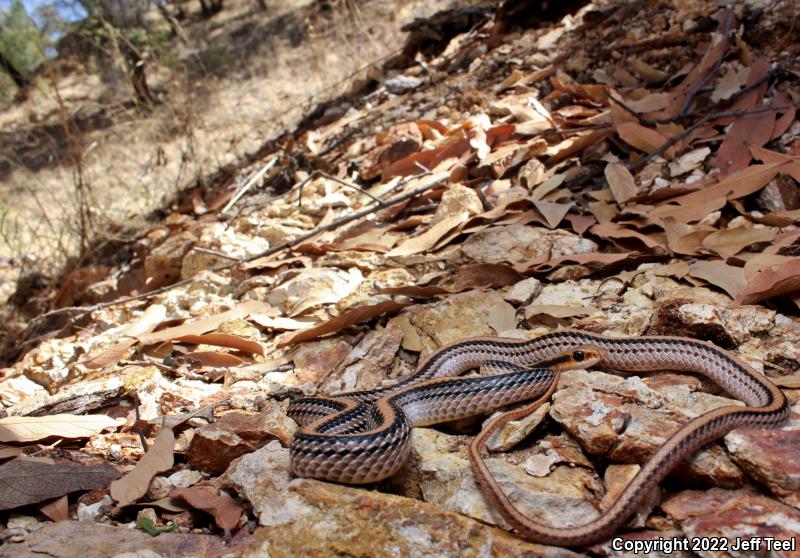 Western Patch-nosed Snake (Salvadora hexalepis)