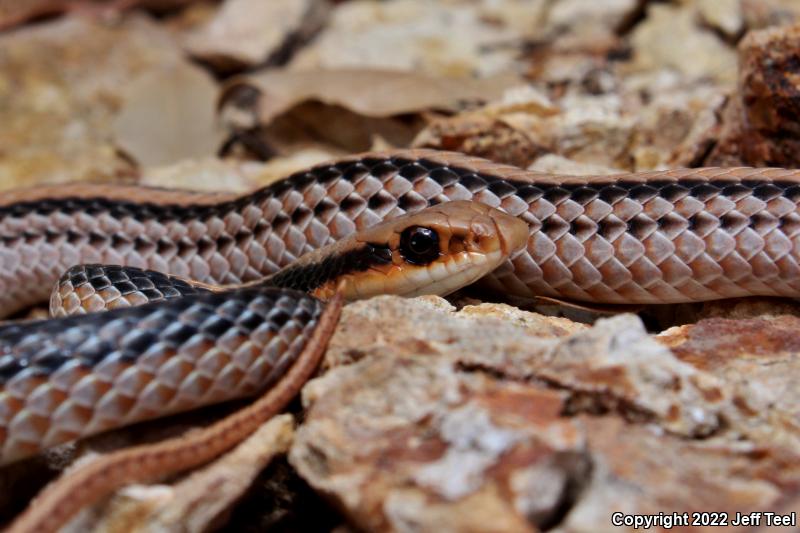 Western Patch-nosed Snake (Salvadora hexalepis)