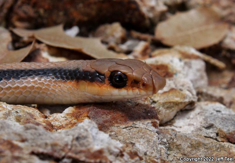 Western Patch-nosed Snake (Salvadora hexalepis)