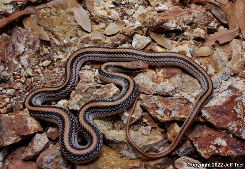 Western Patch-nosed Snake (Salvadora hexalepis)