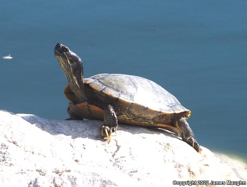 Red-eared Slider (Trachemys scripta elegans)