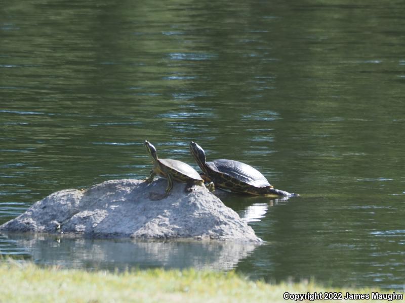 Red-eared Slider (Trachemys scripta elegans)