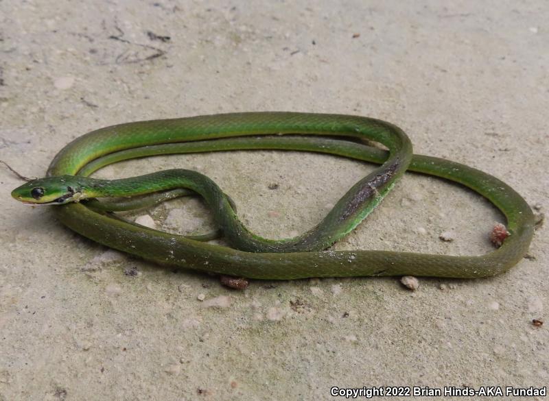 Rough Greensnake (Opheodrys aestivus)