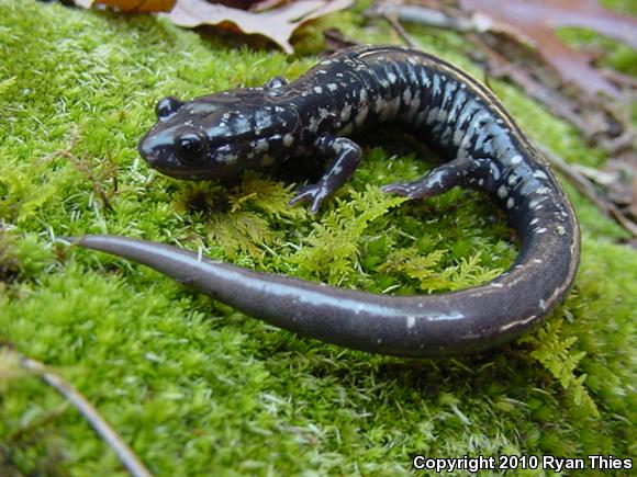 Western Slimy Salamander (Plethodon albagula)