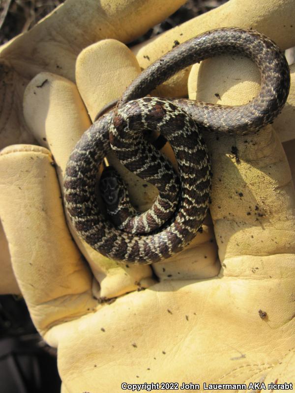 Eastern Yellow-bellied Racer (Coluber constrictor flaviventris)