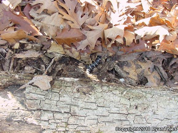 Marbled Salamander (Ambystoma opacum)