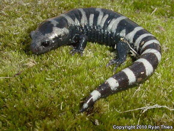 Marbled Salamander (Ambystoma opacum)