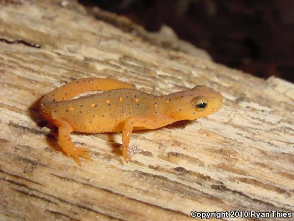 Central Newt (Notophthalmus viridescens louisianensis)