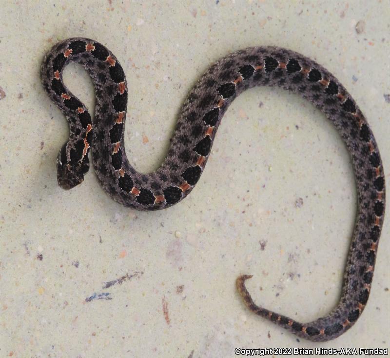 Dusky Pigmy Rattlesnake (Sistrurus miliarius barbouri)