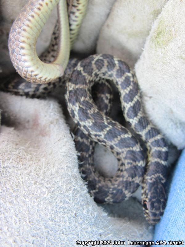 Eastern Yellow-bellied Racer (Coluber constrictor flaviventris)