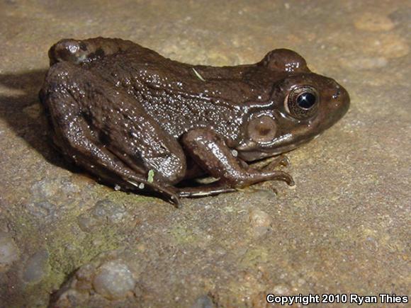 Northern Green Frog (Lithobates clamitans melanota)