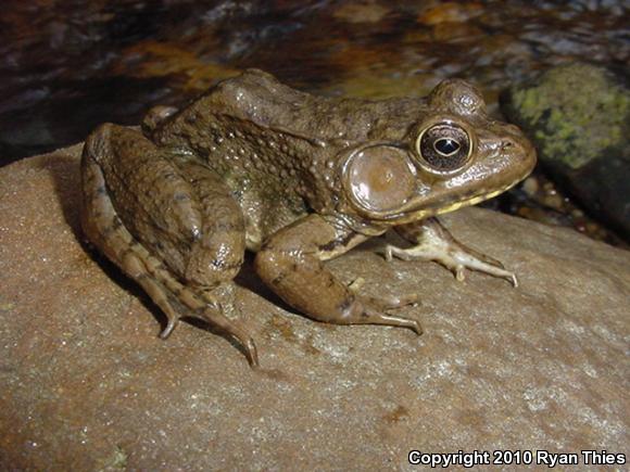 Northern Green Frog (Lithobates clamitans melanota)