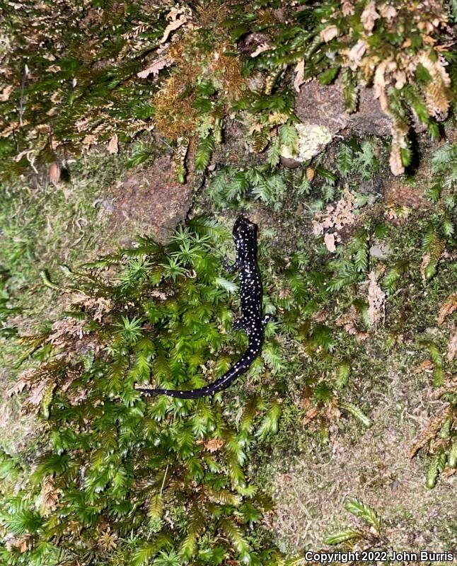 Mississippi Slimy Salamander (Plethodon mississippi)