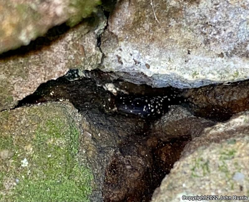 Mississippi Slimy Salamander (Plethodon mississippi)