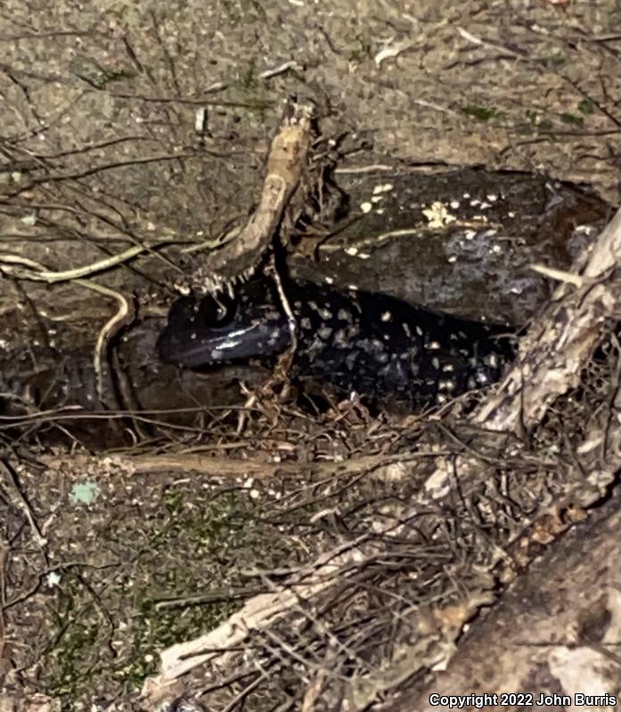 Mississippi Slimy Salamander (Plethodon mississippi)