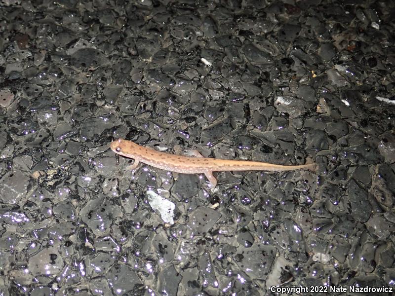 Northern Dusky Salamander (Desmognathus fuscus)