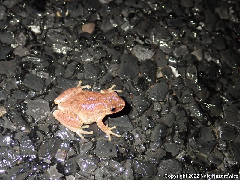 Spring Peeper (Pseudacris crucifer)