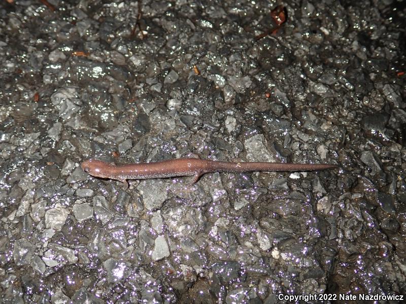 Eastern Red-backed Salamander (Plethodon cinereus)