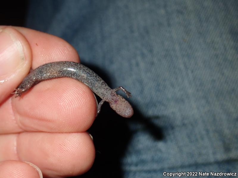 Eastern Red-backed Salamander (Plethodon cinereus)