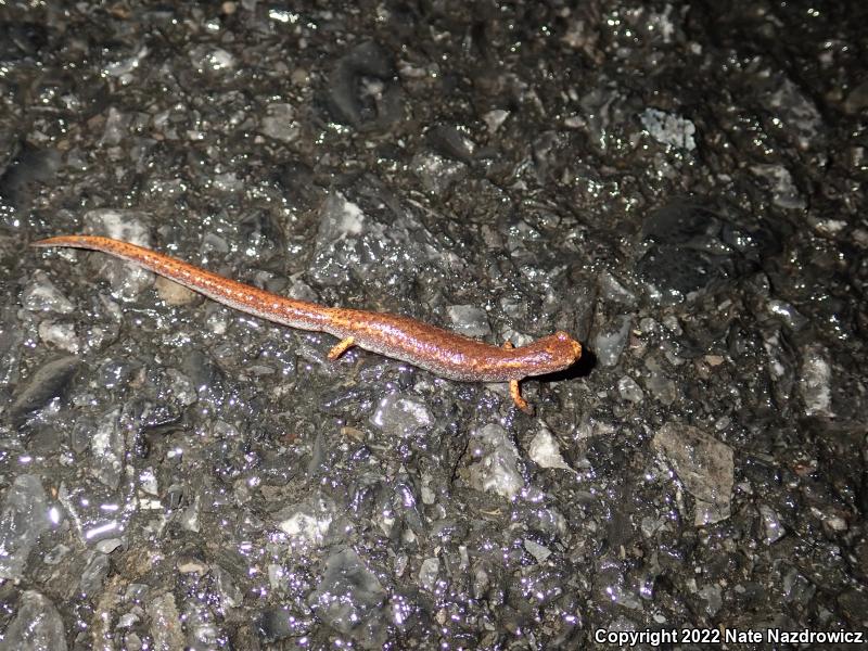Four-toed Salamander (Hemidactylium scutatum)