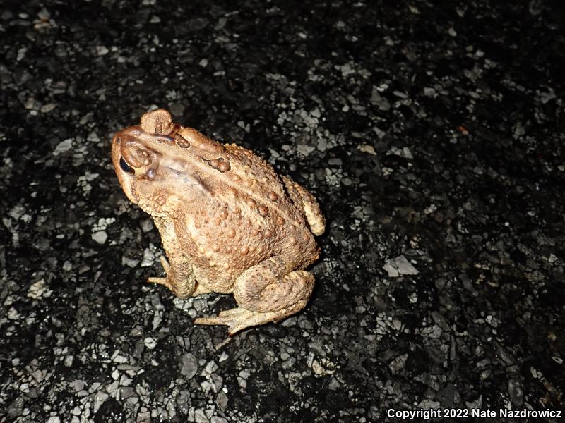 Eastern American Toad (Anaxyrus americanus americanus)