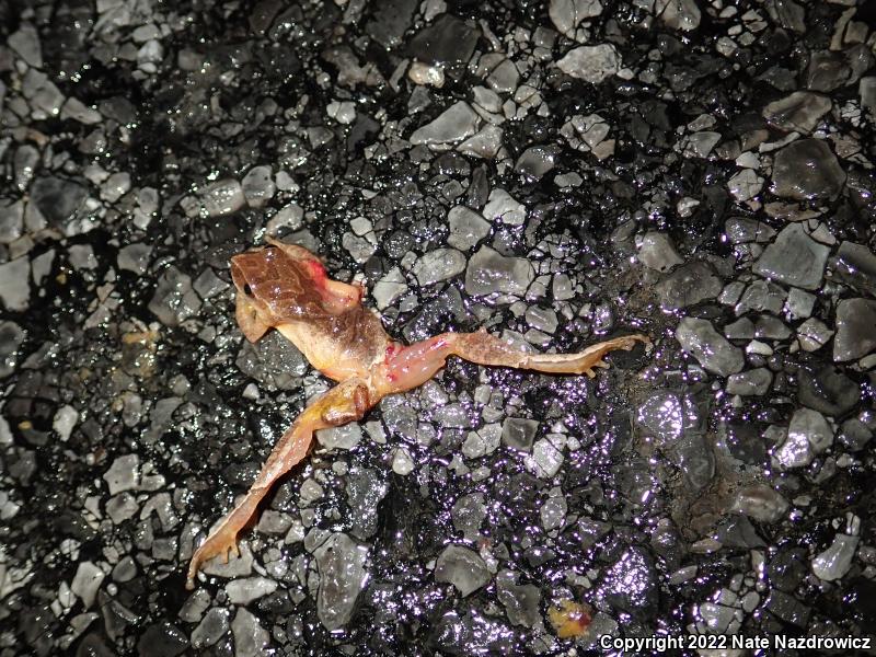 Spring Peeper (Pseudacris crucifer)