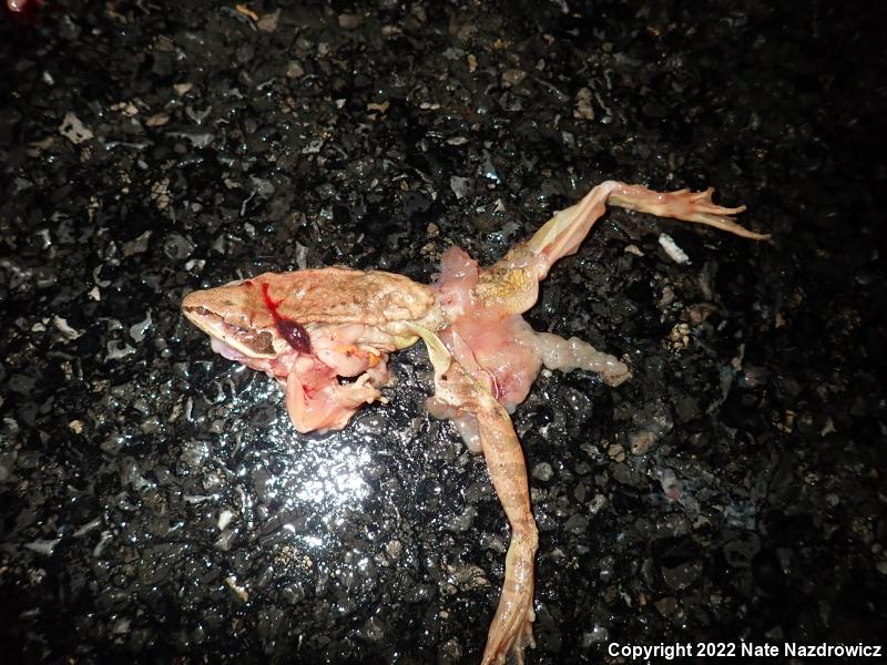 Wood Frog (Lithobates sylvaticus)