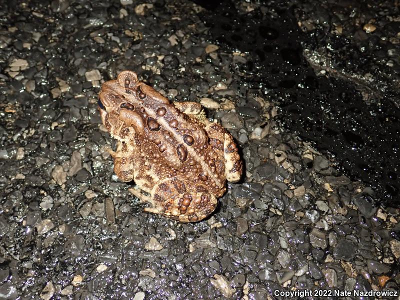 Eastern American Toad (Anaxyrus americanus americanus)