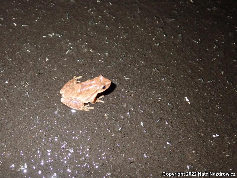 Spring Peeper (Pseudacris crucifer)