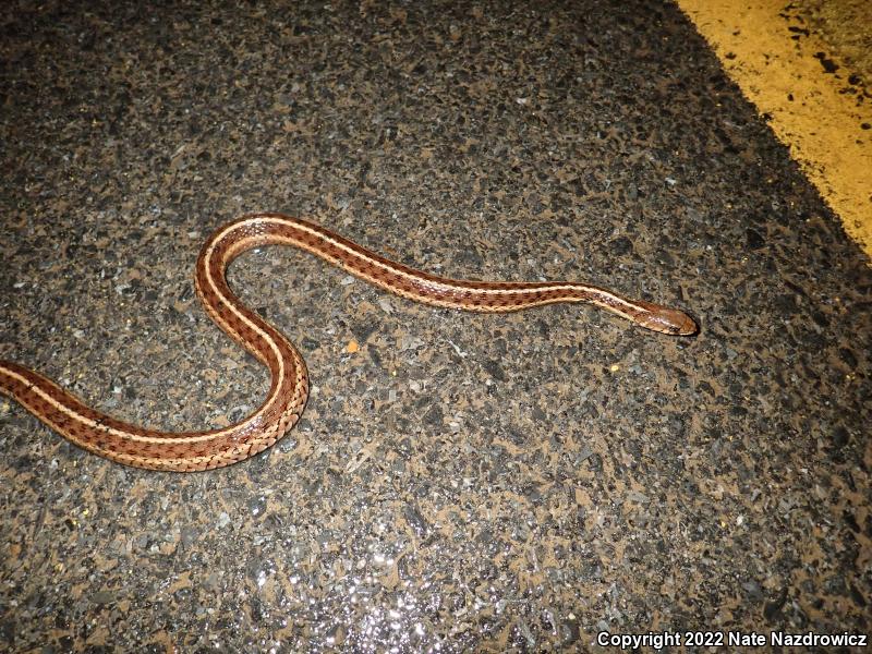 Eastern Gartersnake (Thamnophis sirtalis sirtalis)