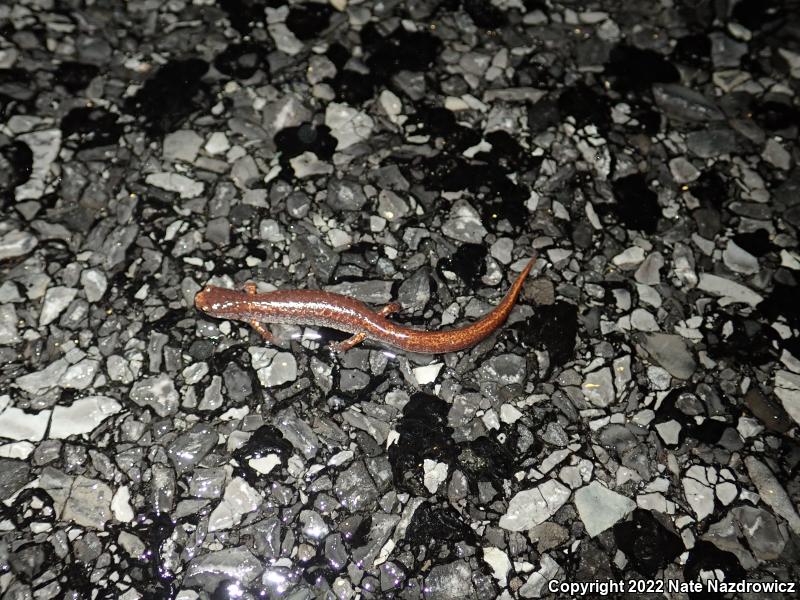 Four-toed Salamander (Hemidactylium scutatum)