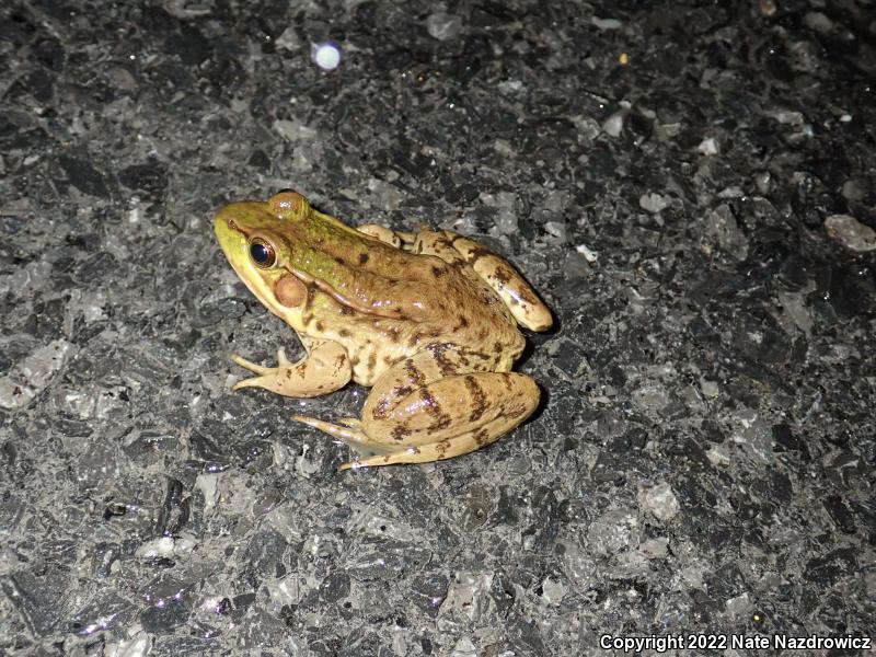 Green Frog (Lithobates clamitans)