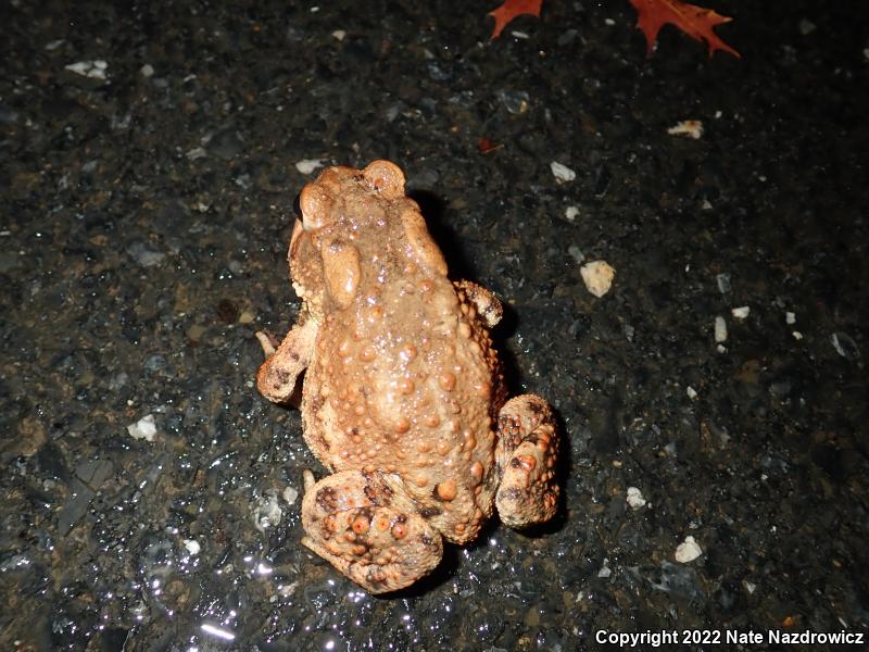 Eastern American Toad (Anaxyrus americanus americanus)