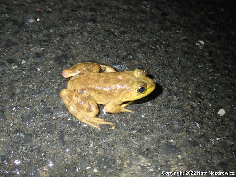 American Bullfrog (Lithobates catesbeianus)