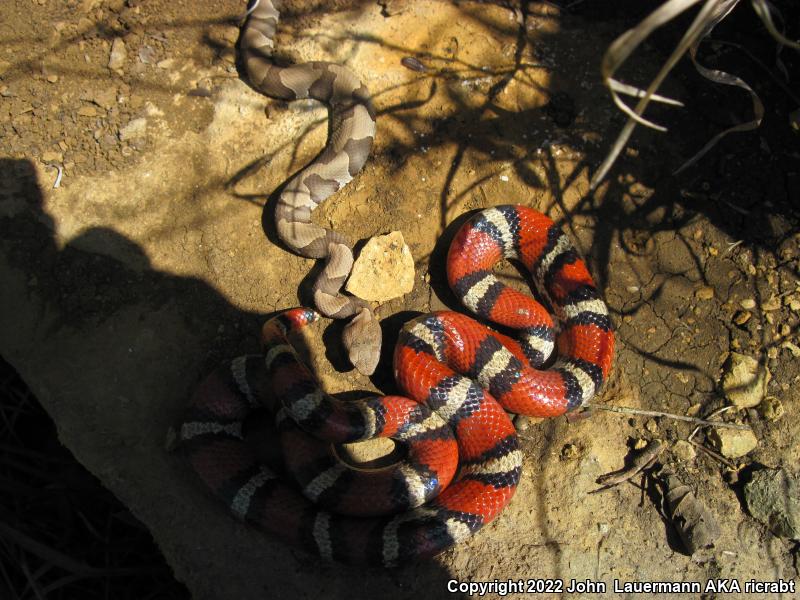 Osage Copperhead (Agkistrodon contortrix phaeogaster)