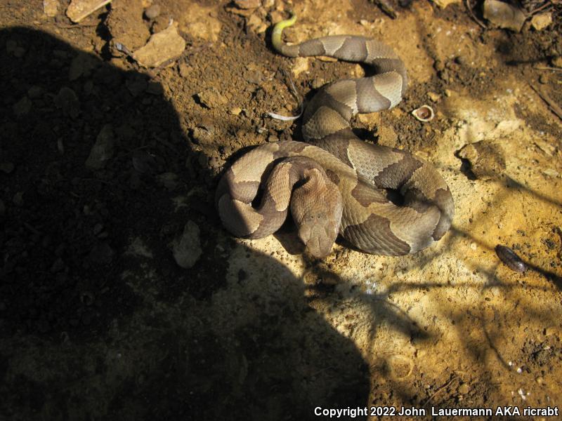 Osage Copperhead (Agkistrodon contortrix phaeogaster)